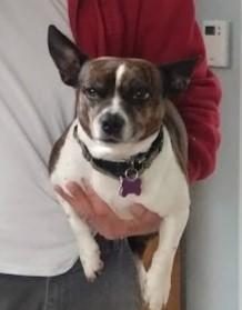 Tinkerbell is in Maine, an adoptable Boston Terrier, Rat Terrier in Portland, ME, 04102 | Photo Image 3