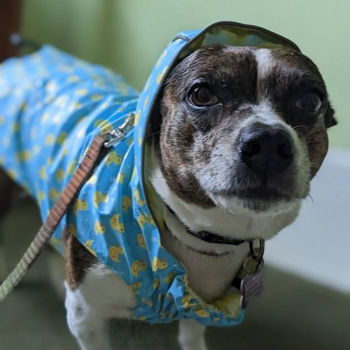 Tinkerbell is PENDING adoption, a Adoptable mixed breed in Portland, ME image 5/6