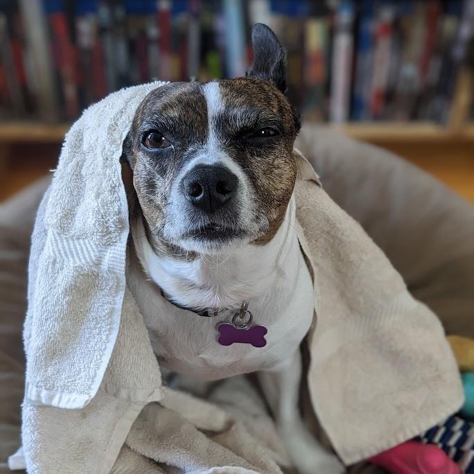 Tinkerbell is PENDING adoption, a Adoptable mixed breed in Portland, ME image 6/6