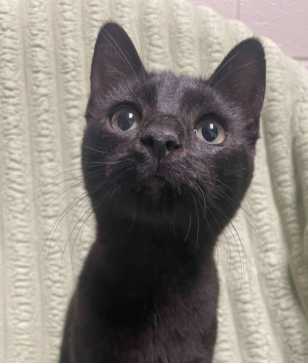 Enlarge Star, an adoptable Domestic Short Hair in Jackson, MI image 5/6