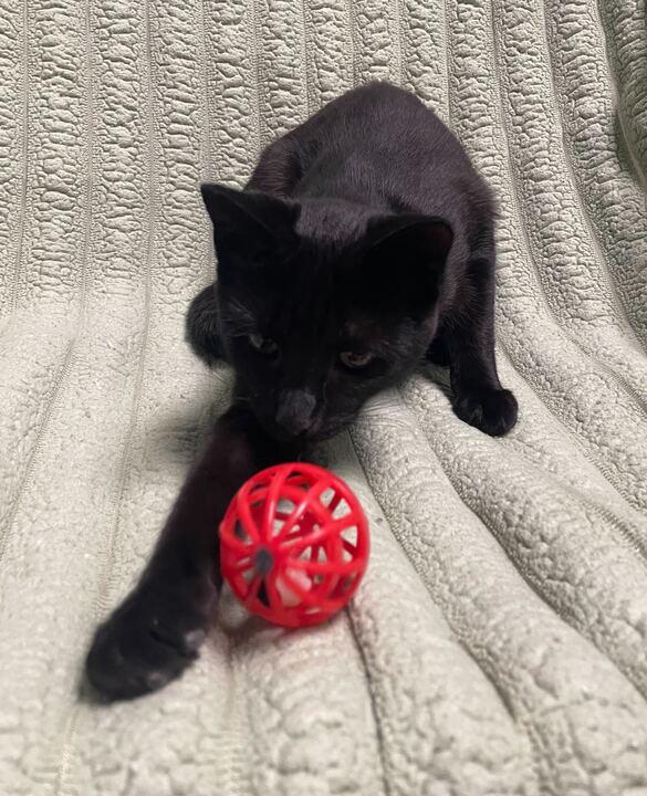 Enlarge Star, an adoptable Domestic Short Hair in Jackson, MI image 6/6