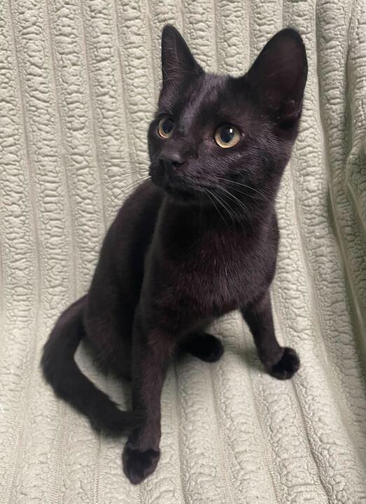 Enlarge Star, an adoptable Domestic Short Hair in Jackson, MI image 4/6