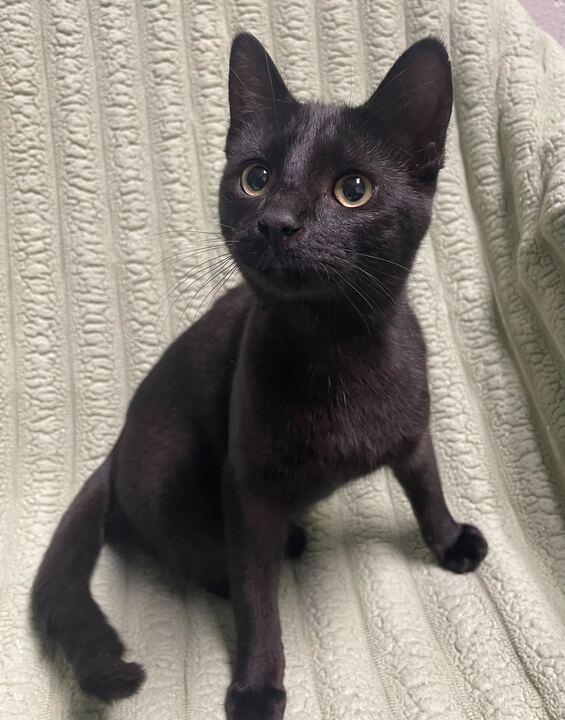 Enlarge Star, an adoptable Domestic Short Hair in Jackson, MI image 3/6