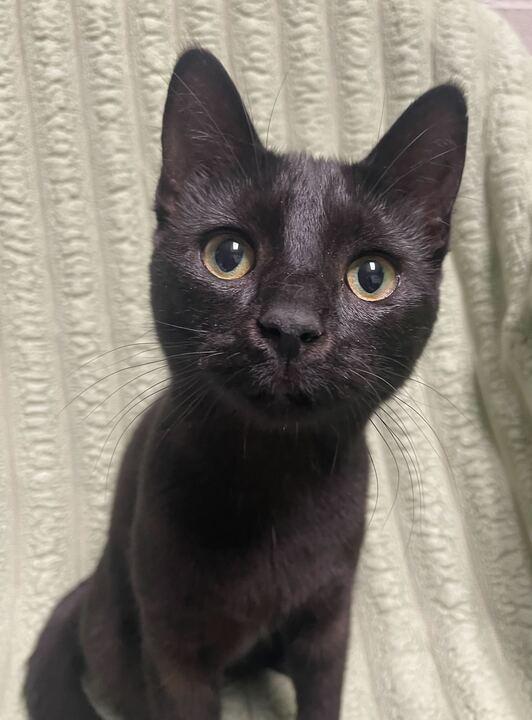 Enlarge Star, an adoptable Domestic Short Hair in Jackson, MI image 1/6