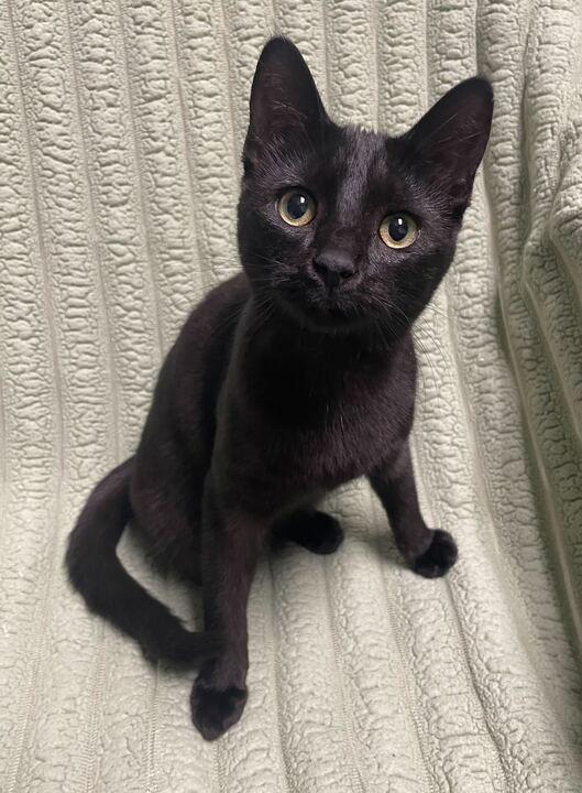 Enlarge Star, an adoptable Domestic Short Hair in Jackson, MI image 2/6