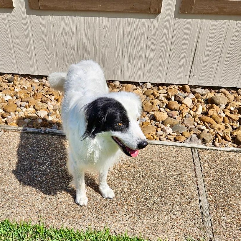 Enlarge Leonidas, a Adoptable Border Collie in Vidor, TX image 2/3