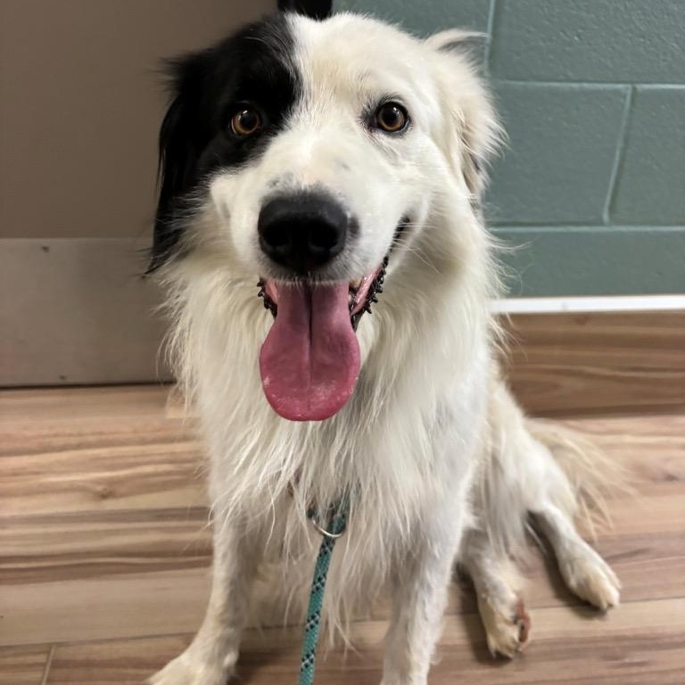 Enlarge Leonidas, a Adoptable Border Collie in Vidor, TX image 3/3