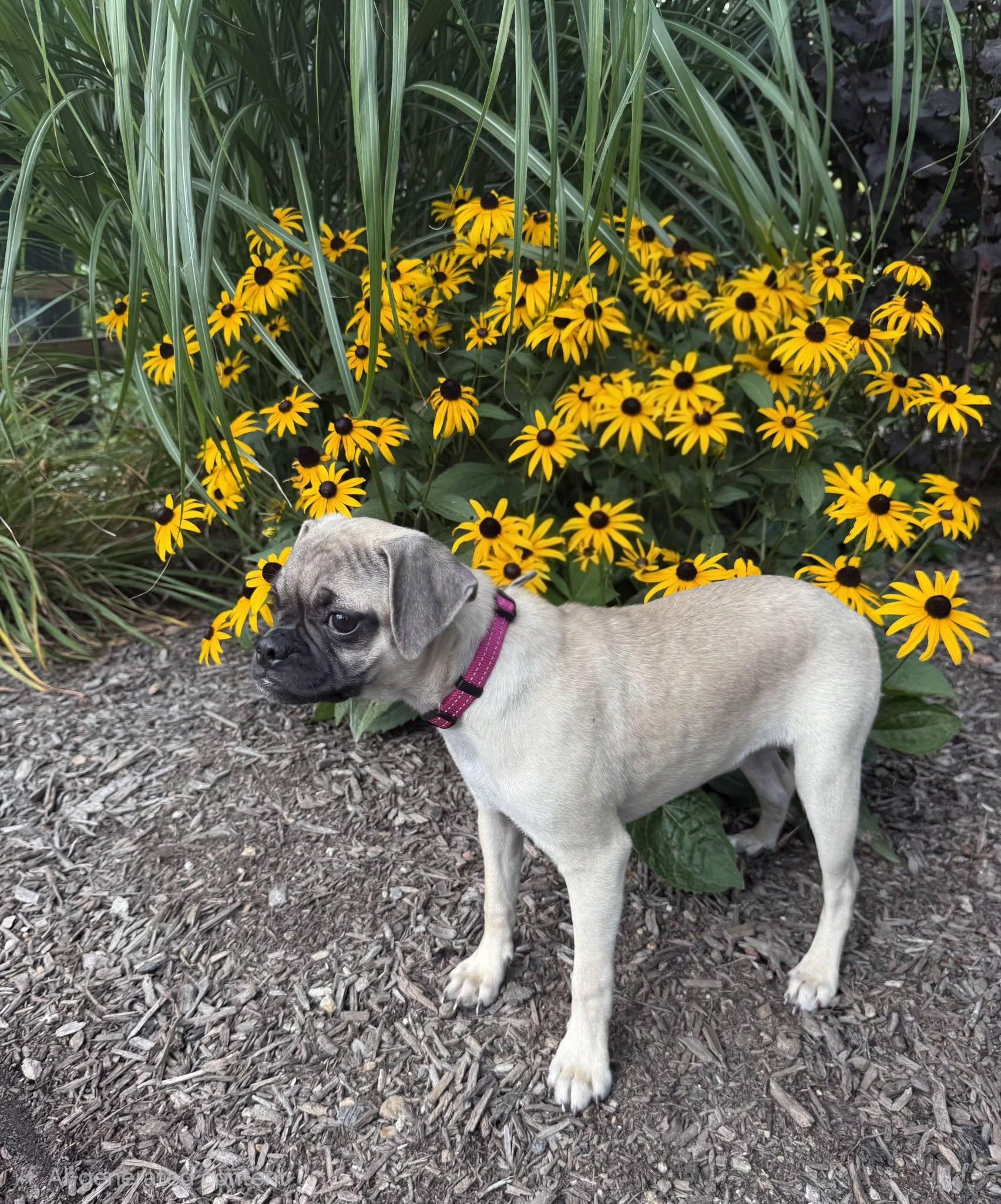 French Fry, a ADOPTABLE mixed breed in East Sparta, OH image 5/5
