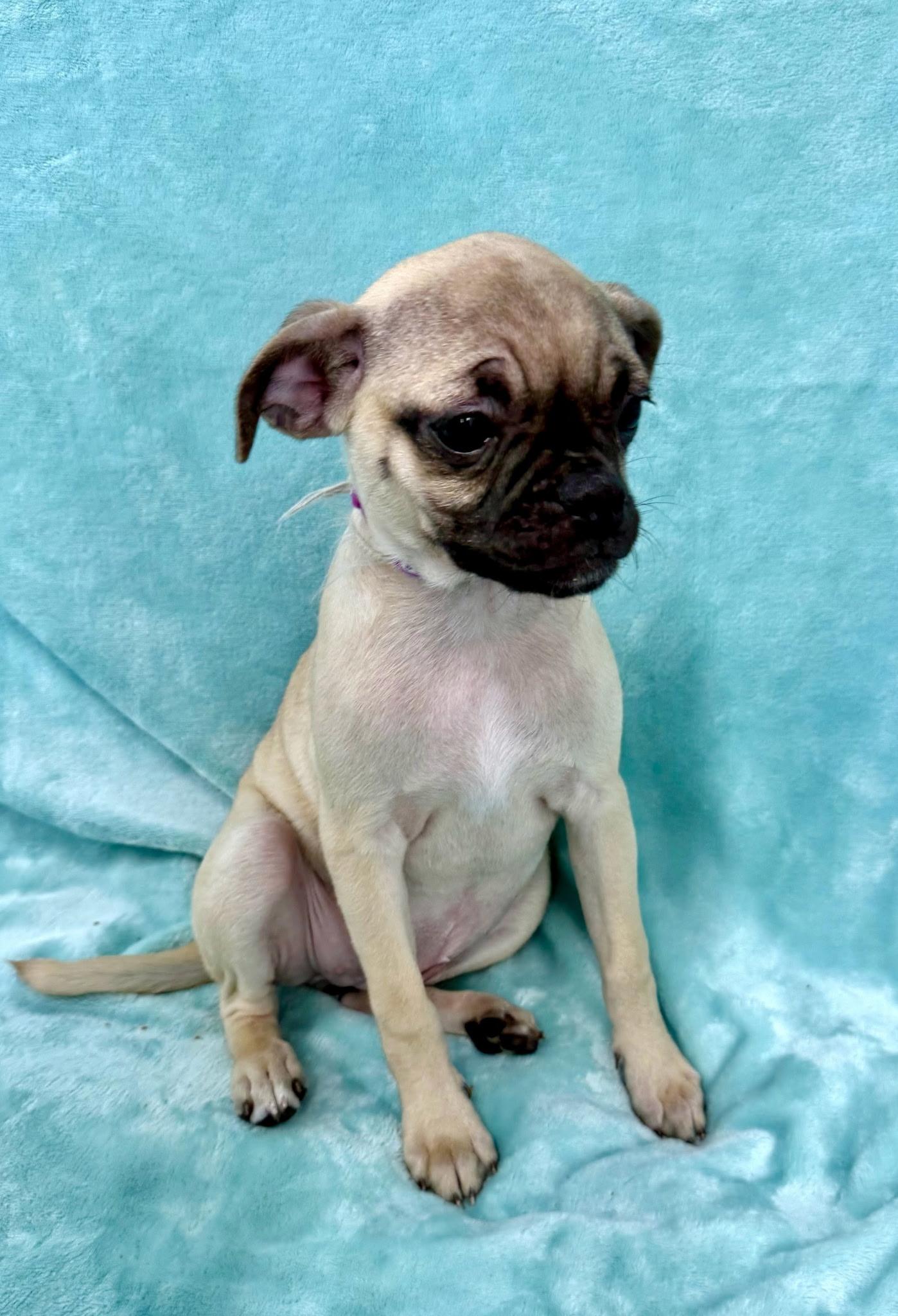 French Fry, a ADOPTABLE mixed breed in East Sparta, OH image 2/2