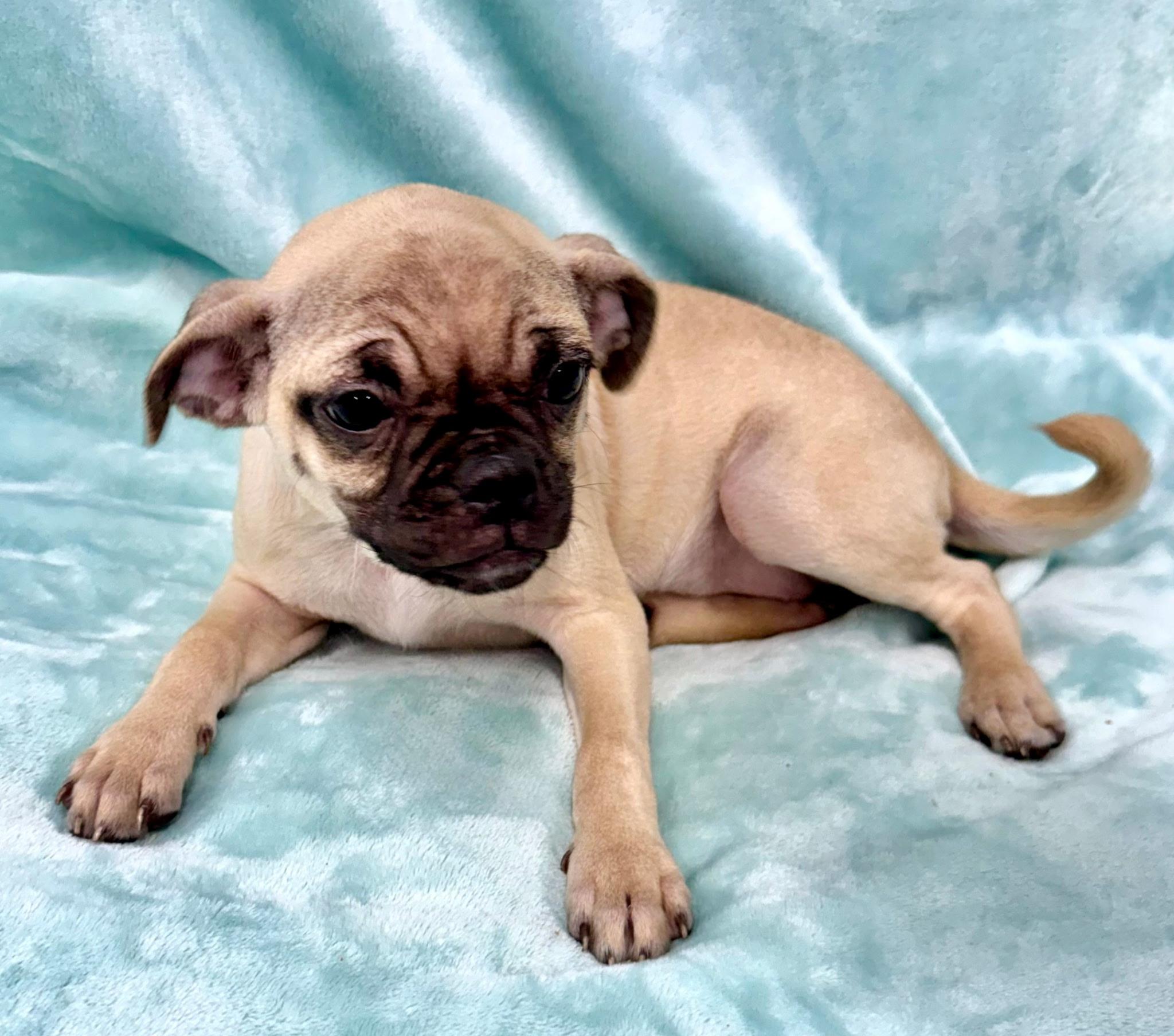 French Fry, a ADOPTABLE mixed breed in East Sparta, OH image 1/2
