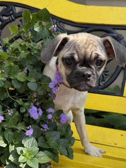 French Fry, a ADOPTABLE mixed breed in East Sparta, OH image 2/5