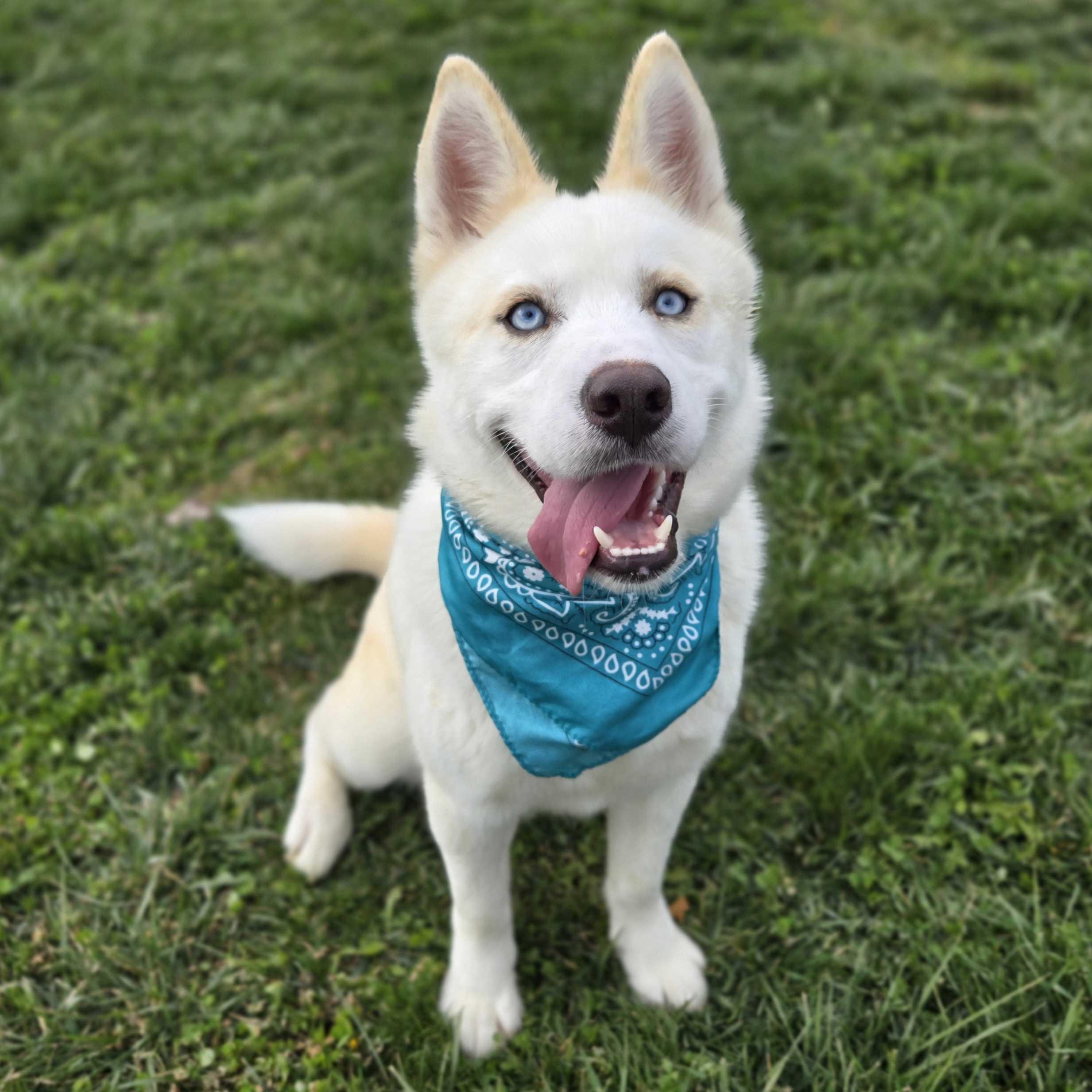 Sweet Potatoes, a other Siberian Husky in Canal Winchester, OH image 1/6