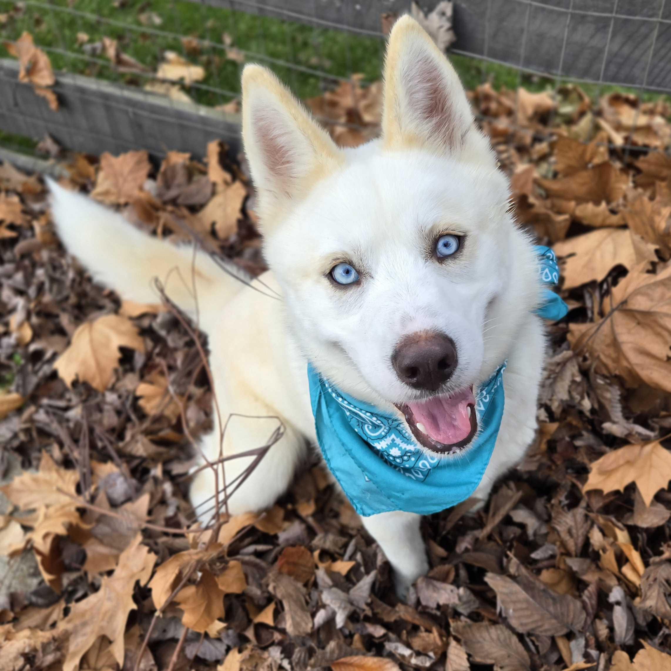 Sweet Potatoes, a other Siberian Husky in Canal Winchester, OH image 2/6