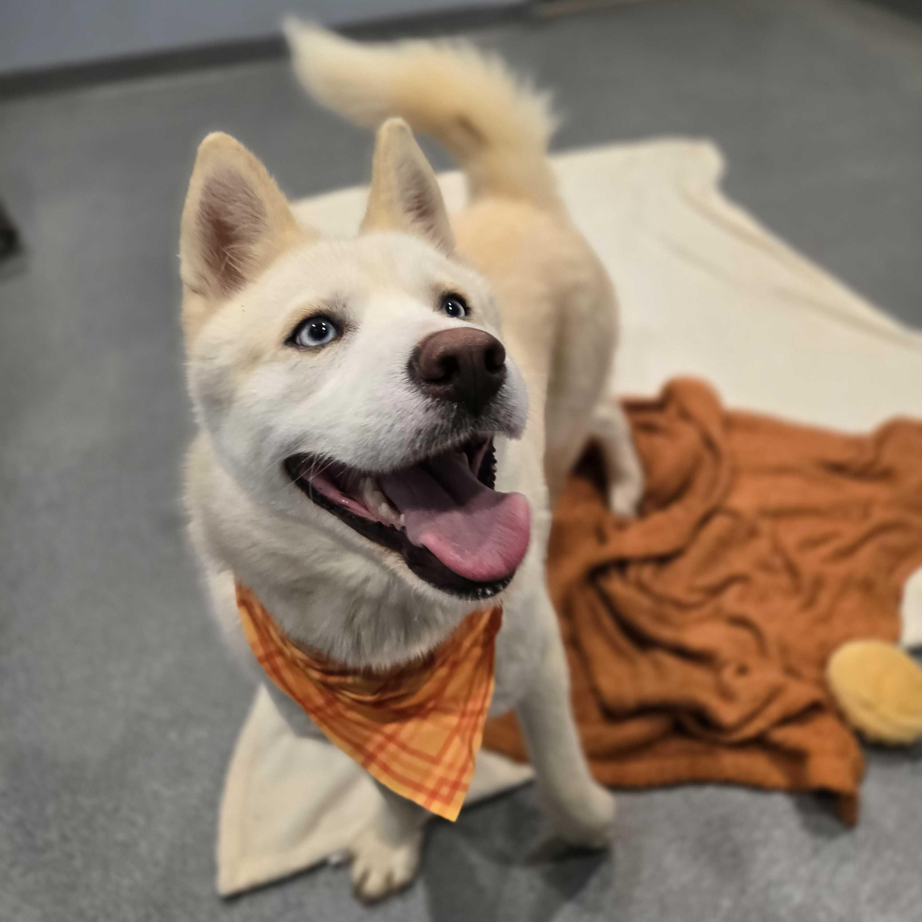 Sweet Potatoes, a other Siberian Husky in Canal Winchester, OH image 4/6