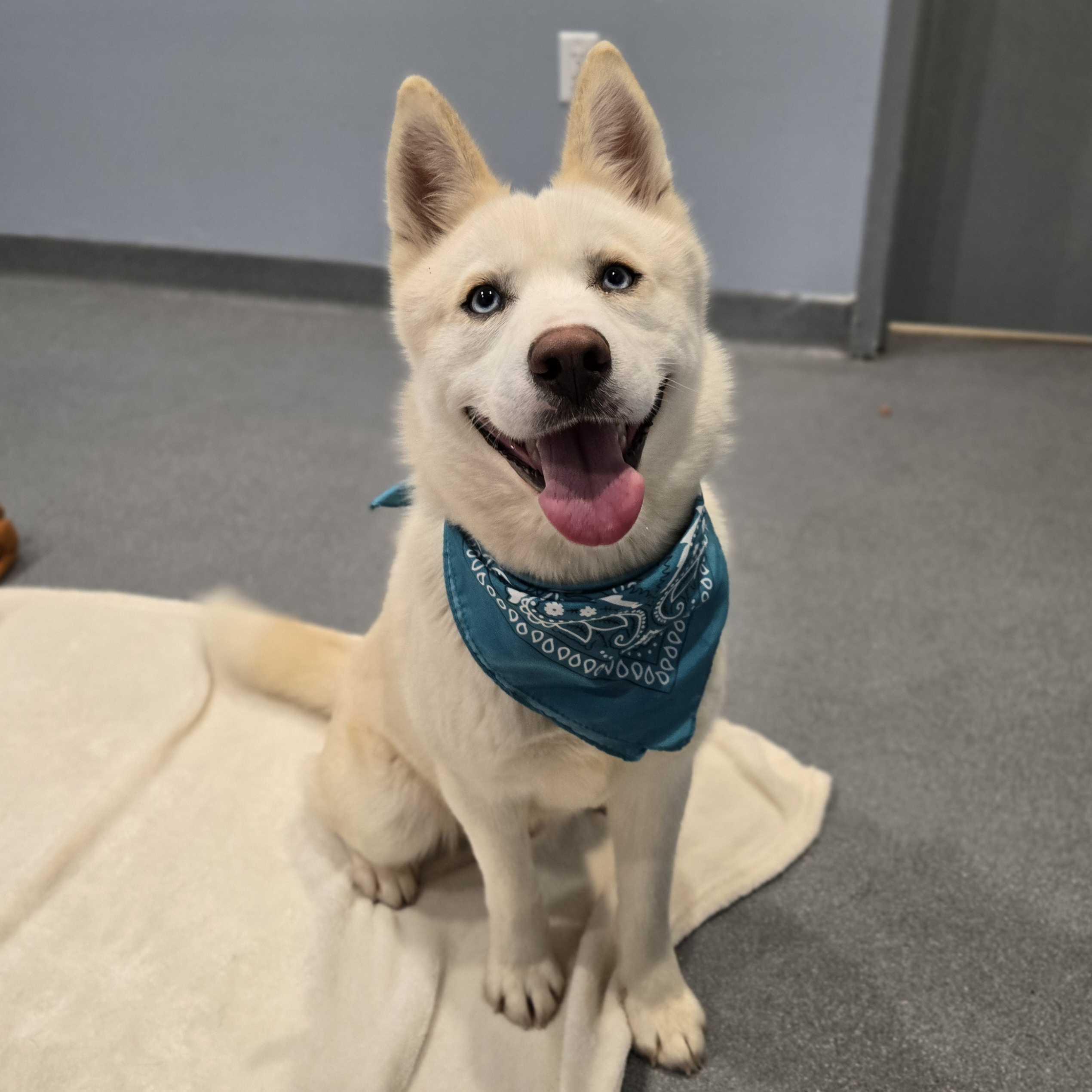 Sweet Potatoes, a other Siberian Husky in Canal Winchester, OH image 5/6