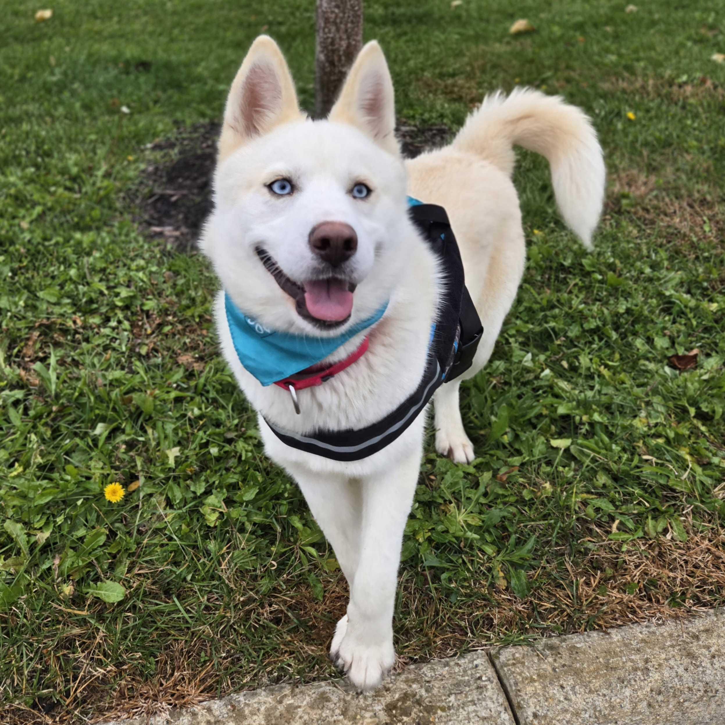 Sweet Potatoes, a other Siberian Husky in Canal Winchester, OH image 6/6