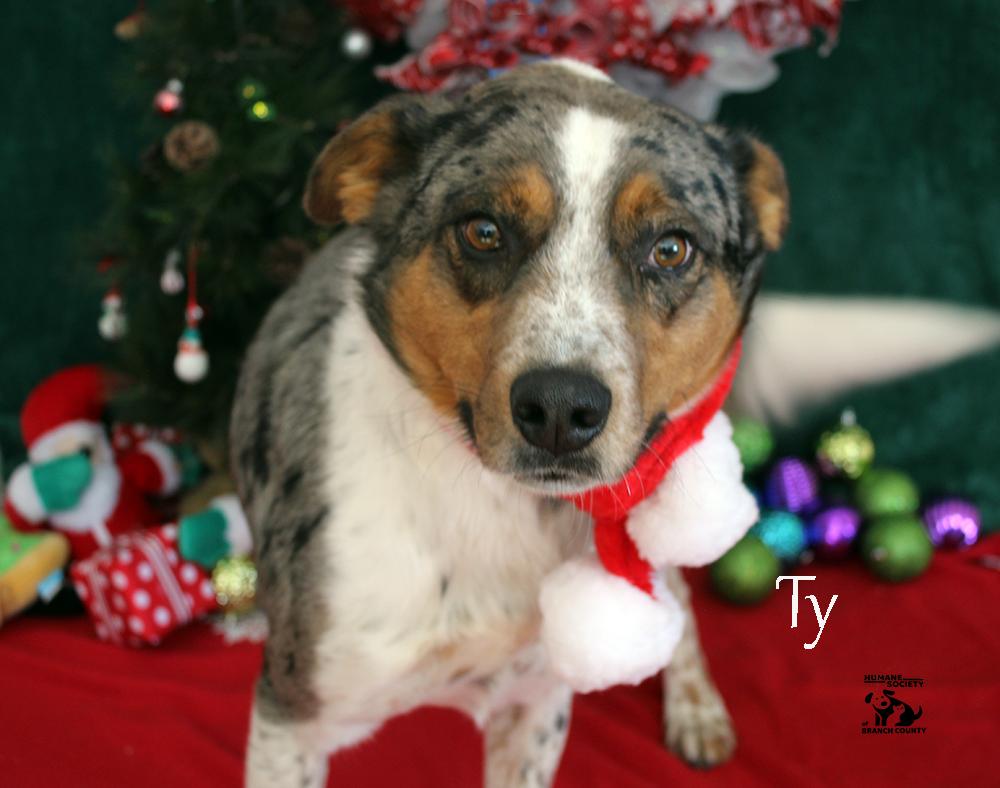Enlarge Ty, an adoptable mixed breed in Quincy, MI image 3/5
