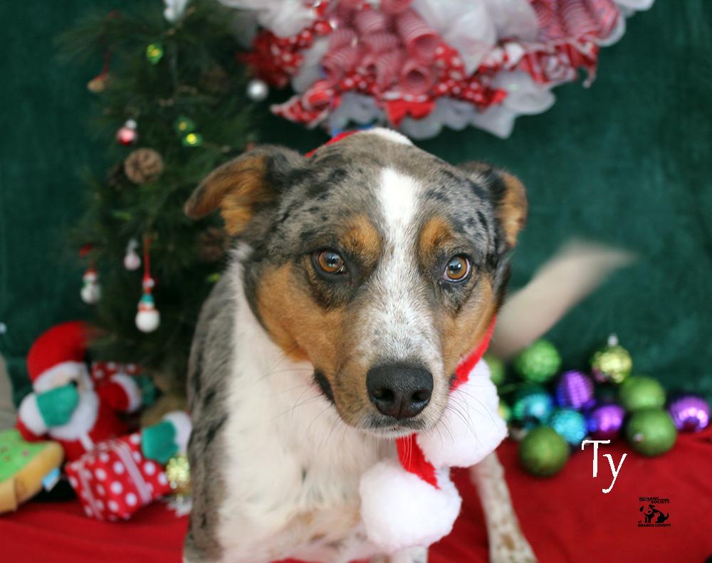 Enlarge Ty, an adoptable mixed breed in Quincy, MI image 4/5