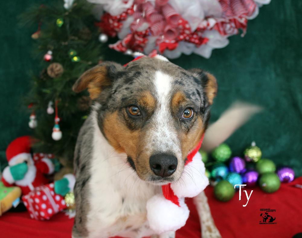 Enlarge Ty, an adoptable mixed breed in Quincy, MI image 2/5