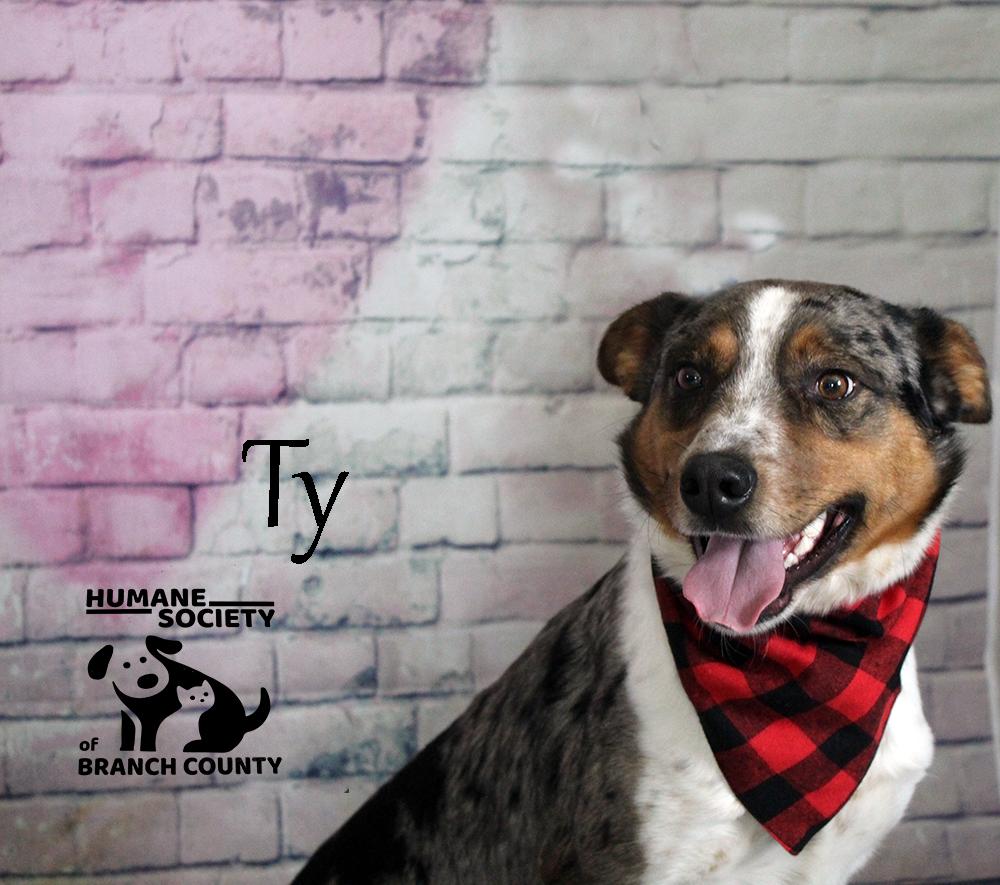 Ty, adoptable, Young Male Australian Shepherd.