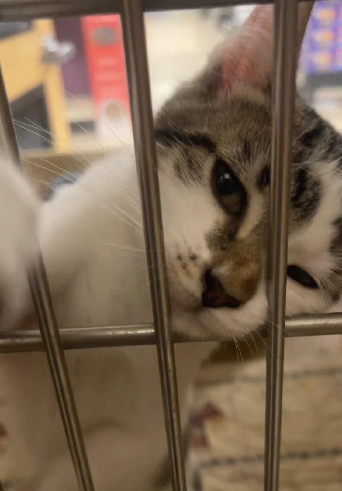 Enlarge Nugget, a Adopted Domestic Short Hair in Mesquite, TX image 1/3