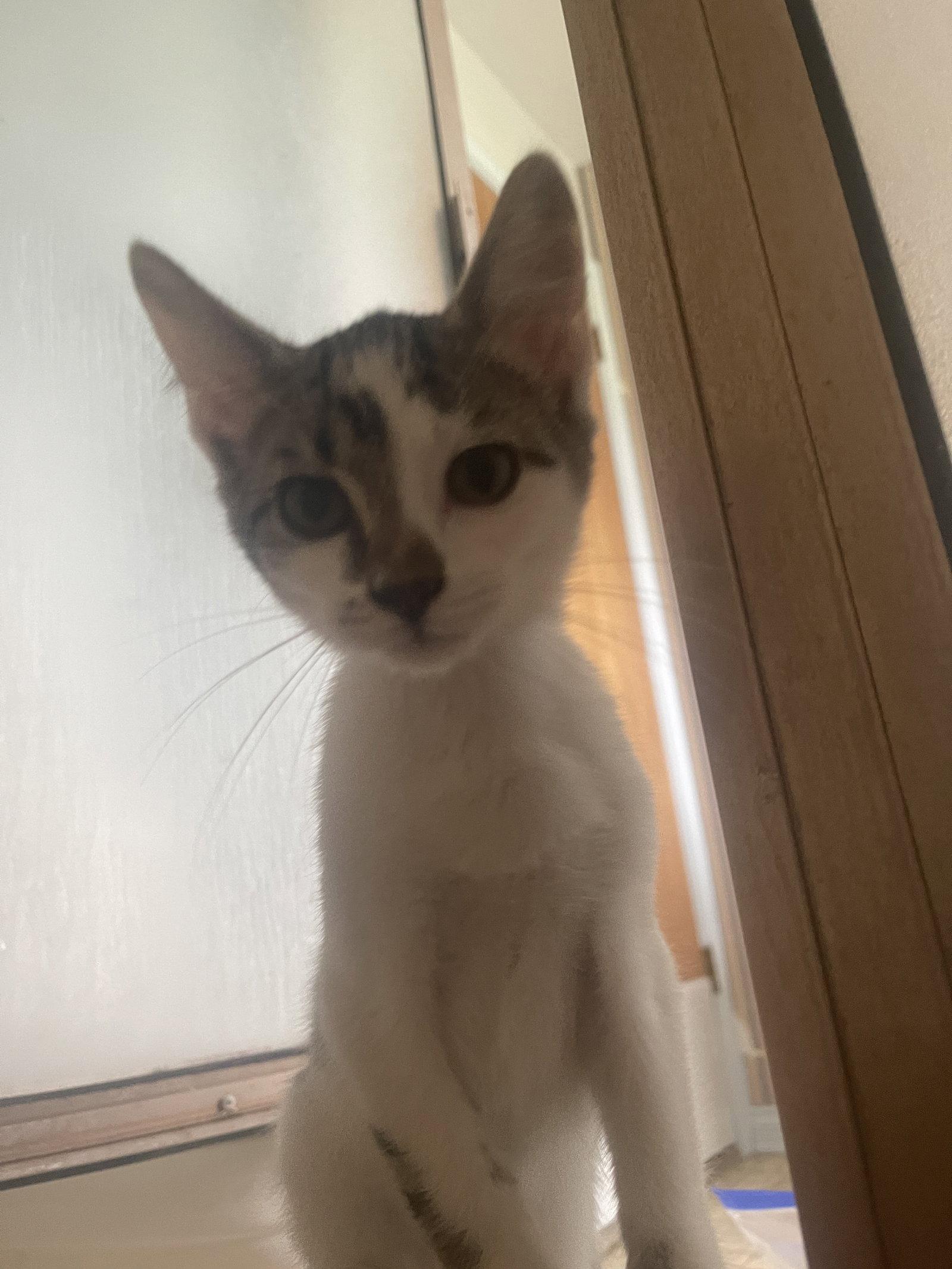 Enlarge Nugget, a Adopted Domestic Short Hair in Mesquite, TX image 2/3