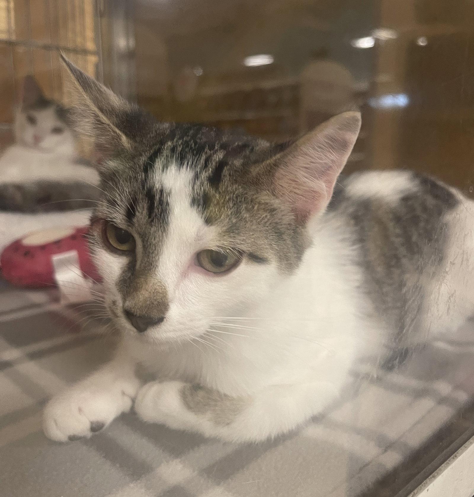 Enlarge Nugget, a Adopted Domestic Short Hair in Mesquite, TX image 3/3