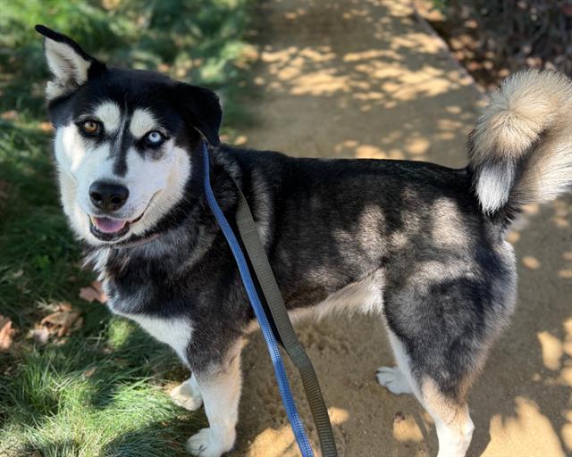 OMEGA, Adoptable, Adult Female Siberian Husky.