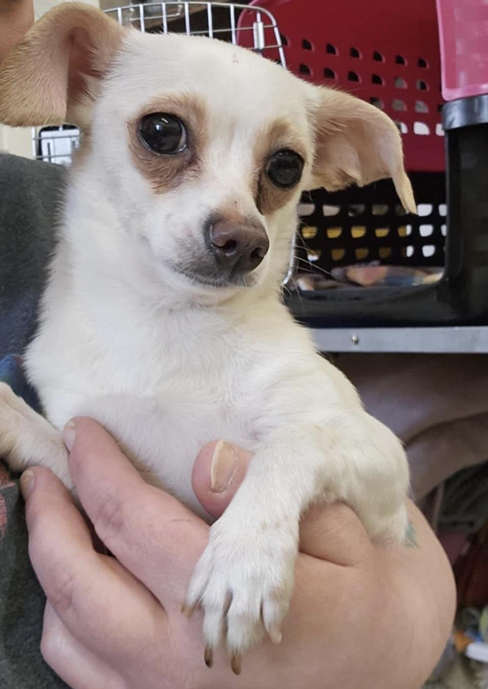 Romeo, adoptable, Adult Male Chihuahua.