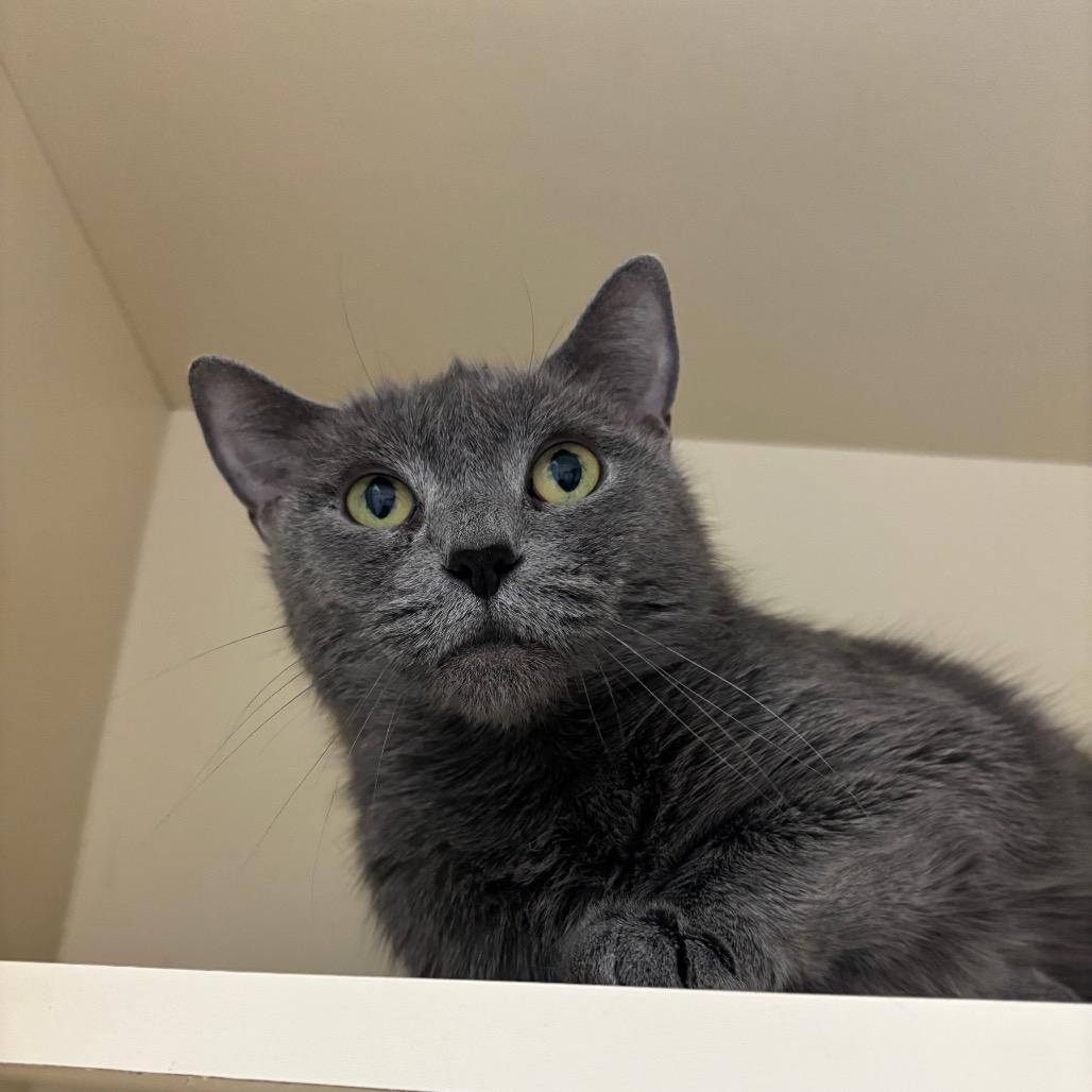 Enlarge Mirai, a Adoptable Domestic Short Hair in Waynesboro, PA image 1/2