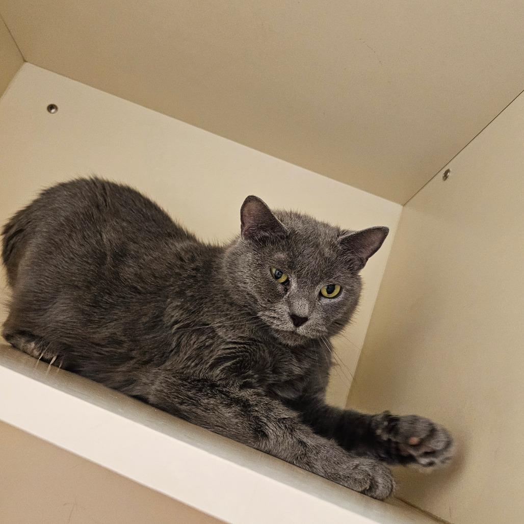 Enlarge Mirai, a Adoptable Domestic Short Hair in Waynesboro, PA image 2/2