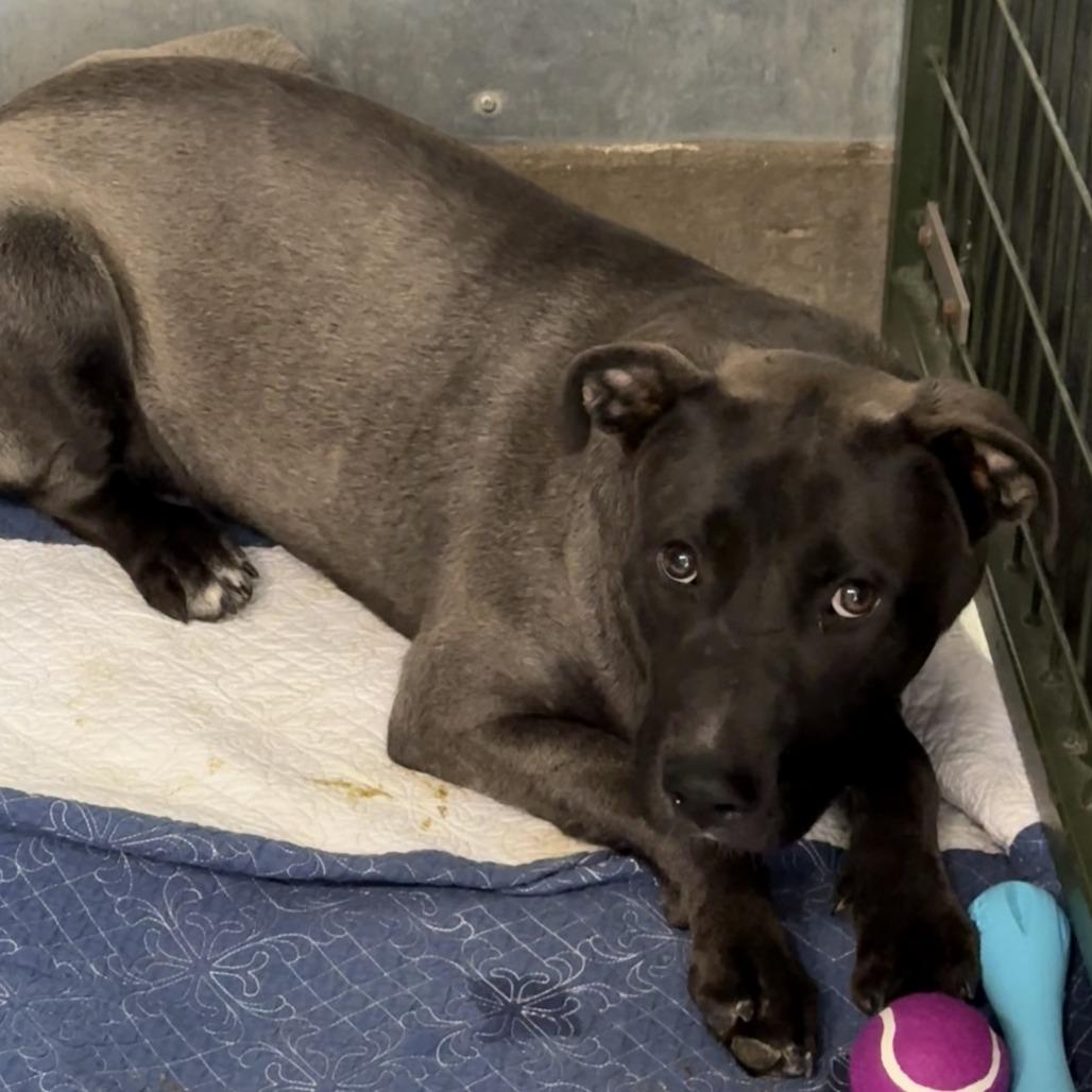 Sterling, Adoptable, Adult Male Pit Bull Terrier.