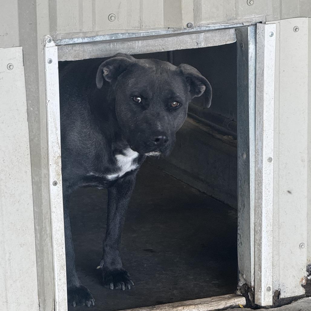 Enlarge Sterling, a Adoptable Pit Bull Terrier in Carlin, NV image 2/2