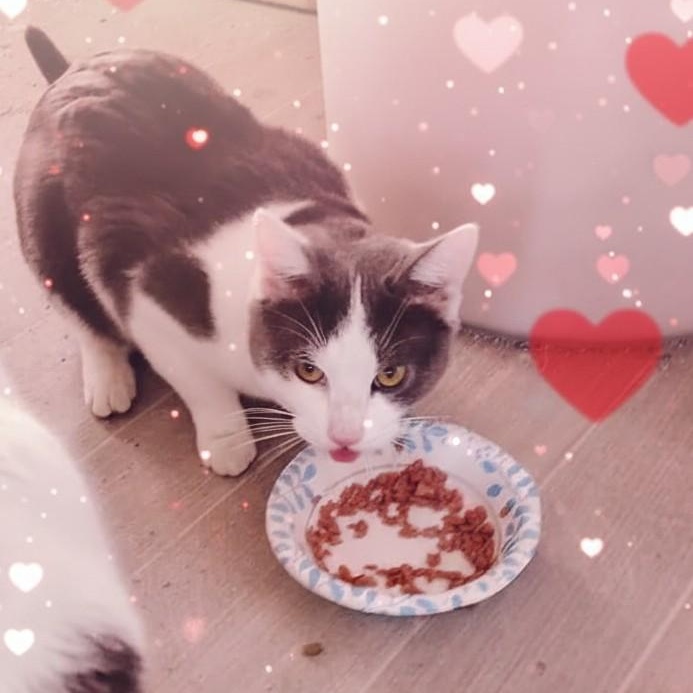 Enlarge Harry, a ADOPTABLE Domestic Short Hair in Salisbury, MD image 1/1