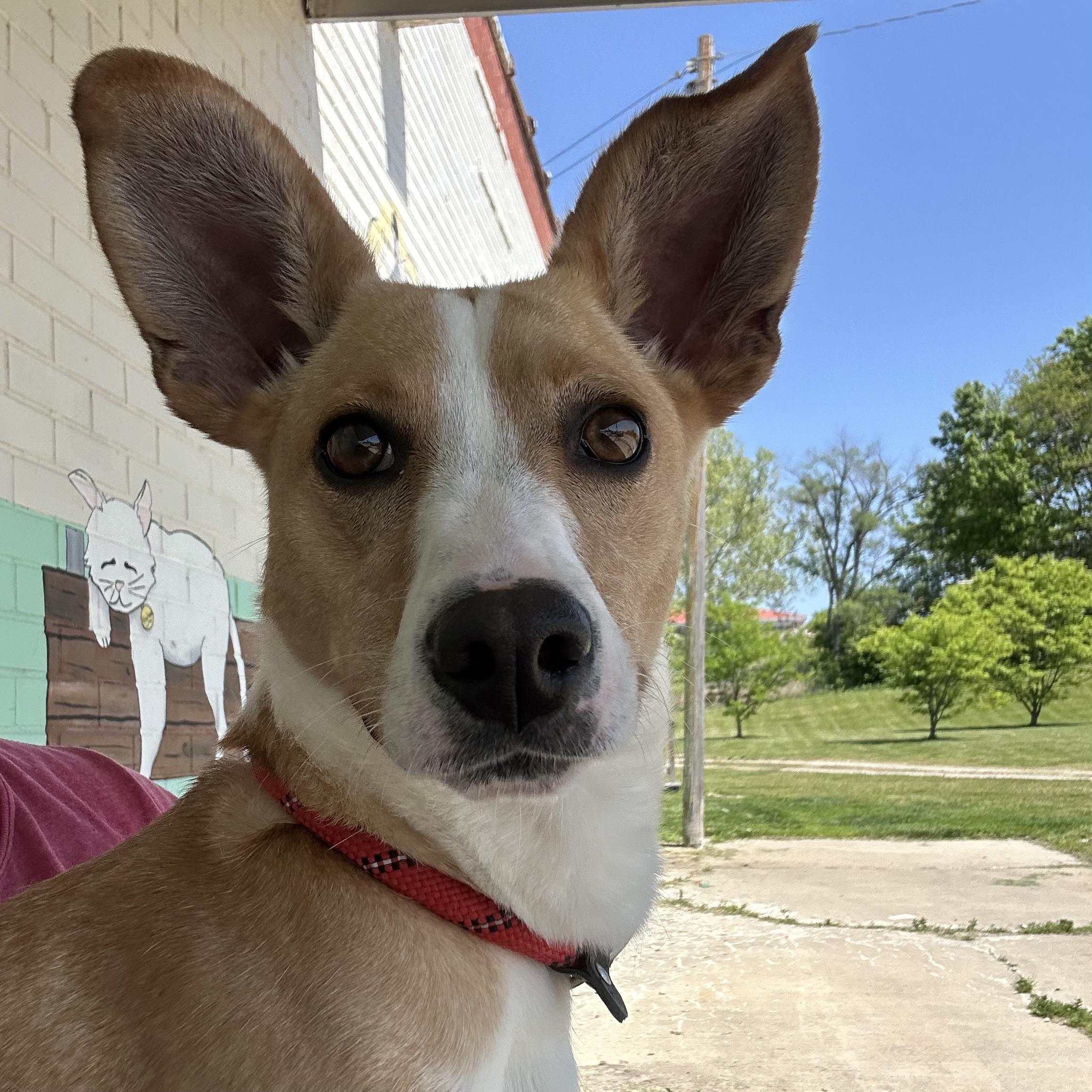 Lilly, Adoptable, Young Female Jack Russell Terrier.