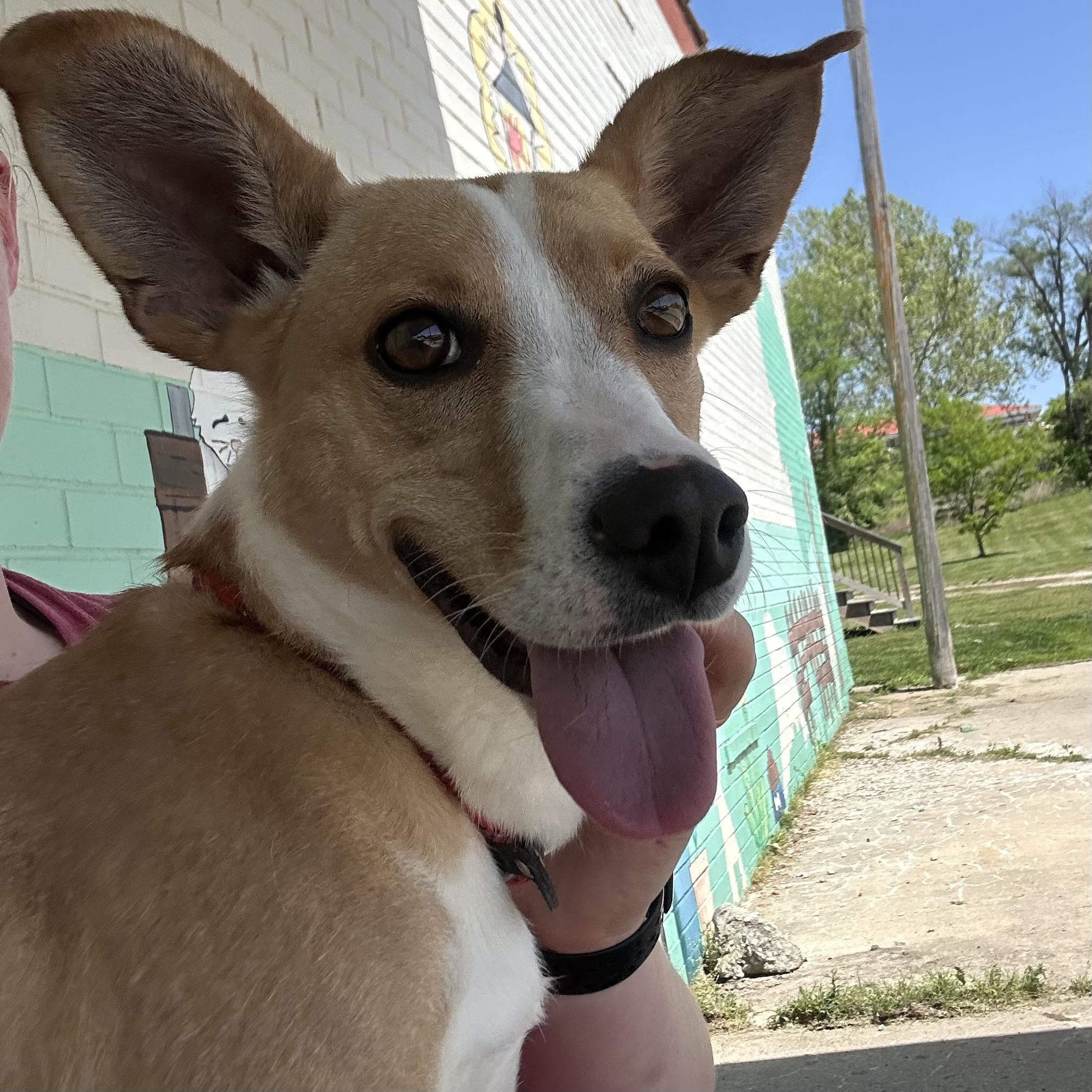 Lilly, a Adoptable mixed breed in Trenton, MO image 4/4