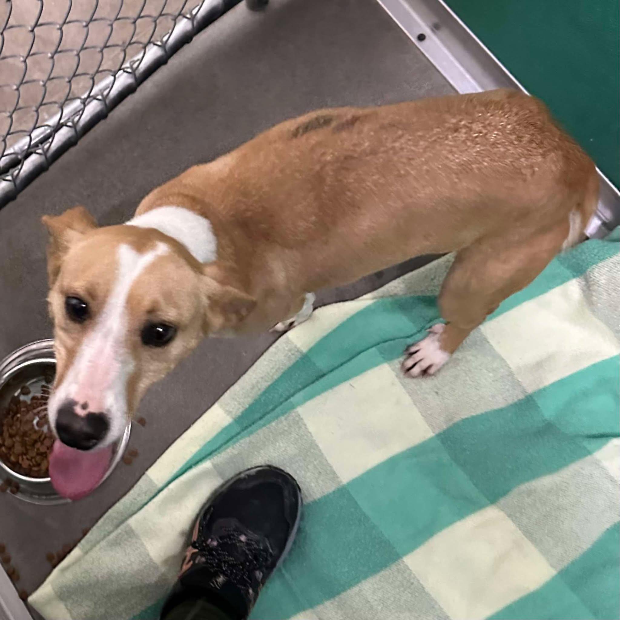 Lilly, Adoptable, Young Female Jack Russell Terrier.