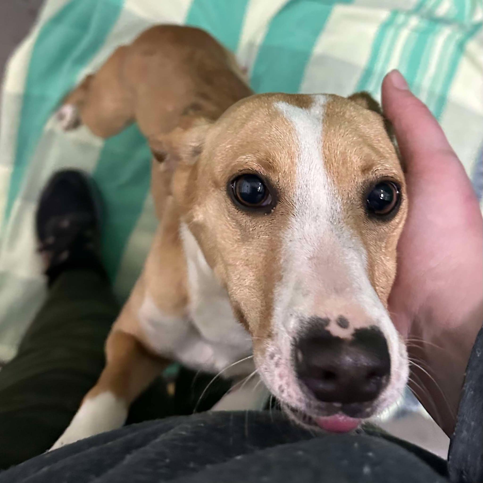 Lilly, a Adoptable mixed breed in Trenton, MO image 2/4