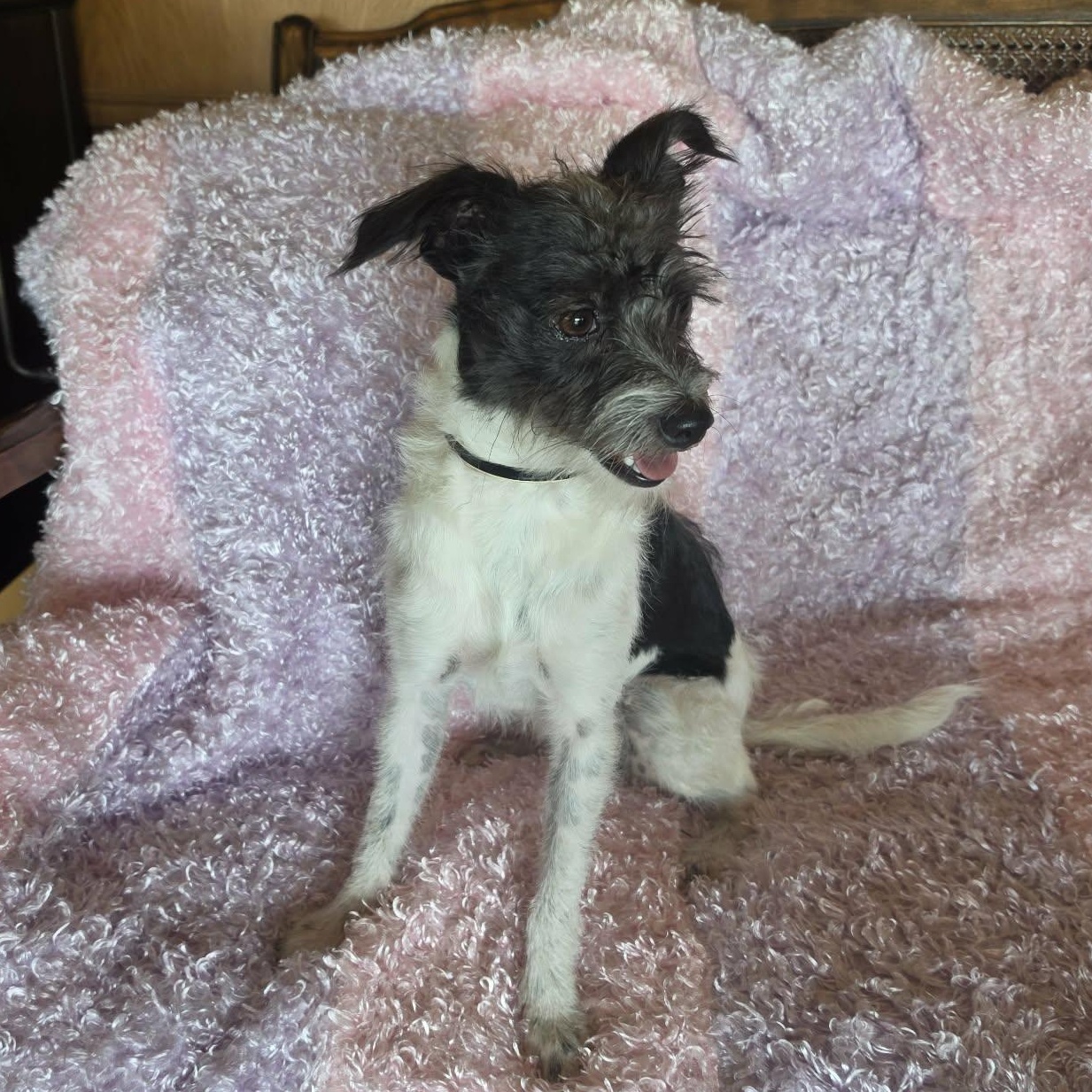 Enlarge Daphne, a Adopted mixed breed in Redmond, WA image 4/4