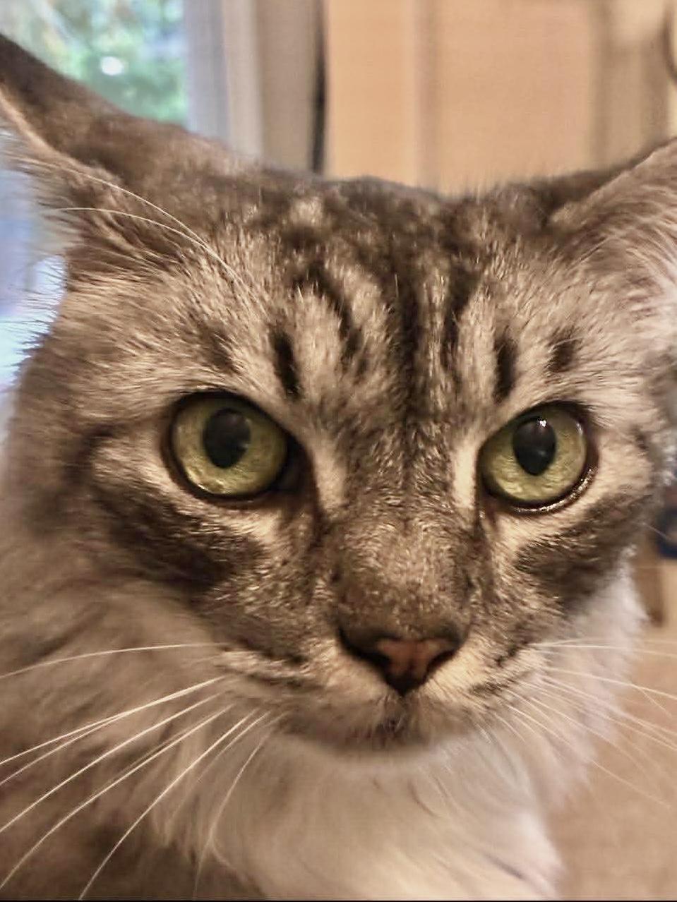 Enlarge Sasha (courtesy post-declawed), an adopted mixed breed in Myrtle Beach, SC image 1/4