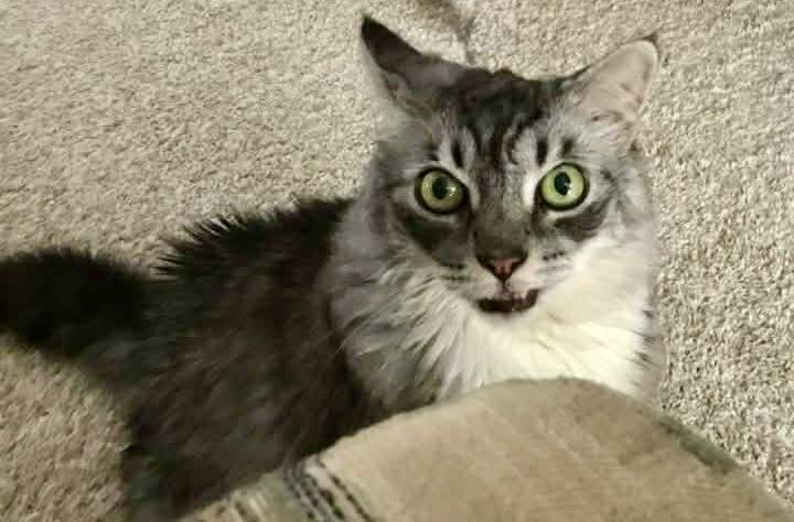 Enlarge Sasha (courtesy post-declawed), an adopted mixed breed in Myrtle Beach, SC image 3/4