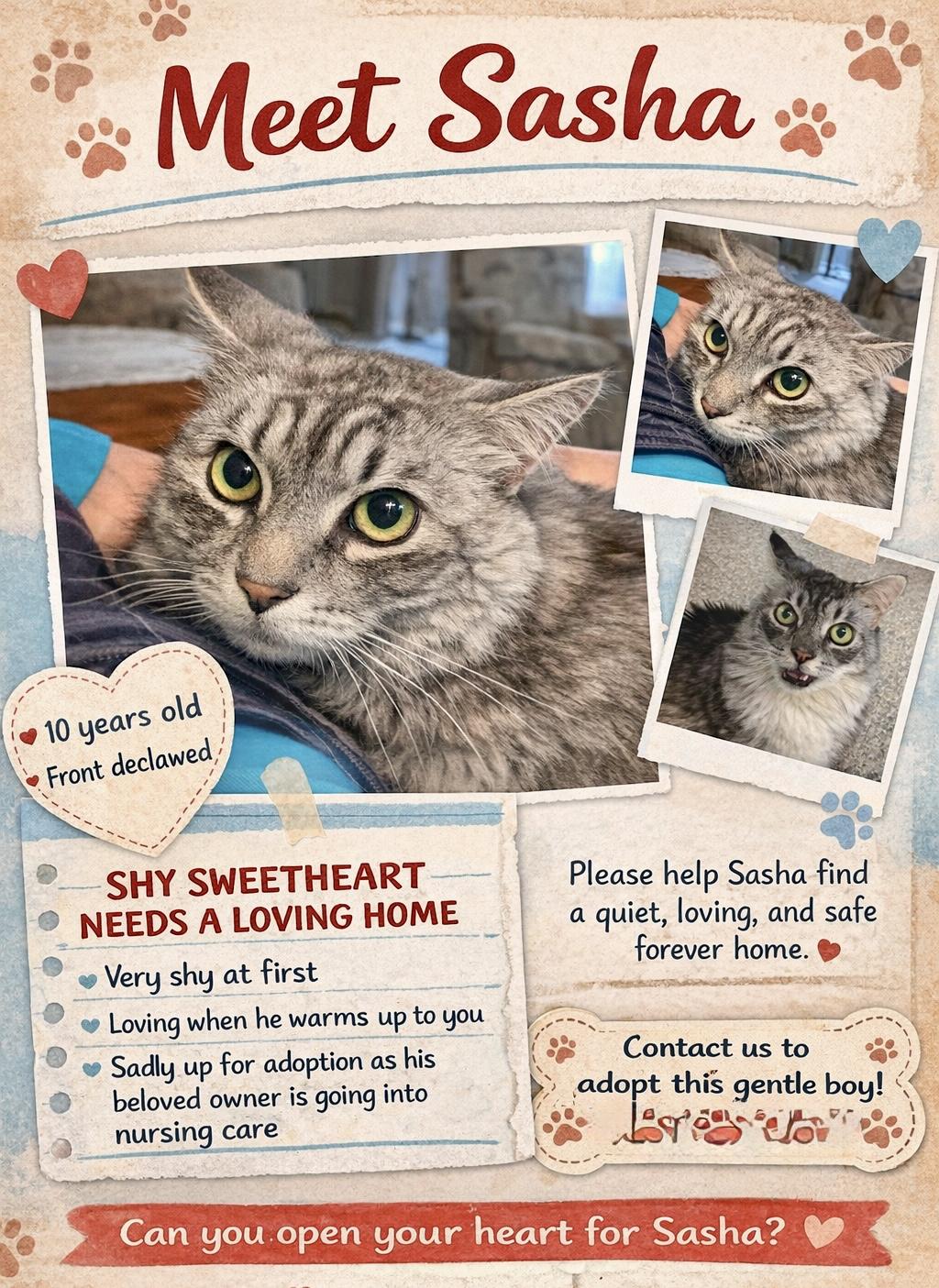 Enlarge Sasha (courtesy post-declawed), an adopted mixed breed in Myrtle Beach, SC image 4/4