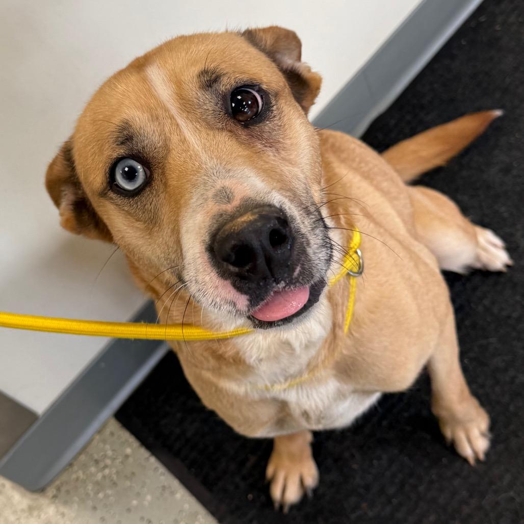 Athena, Adoptable, Adult Female Mixed Breed & Mixed Breed.