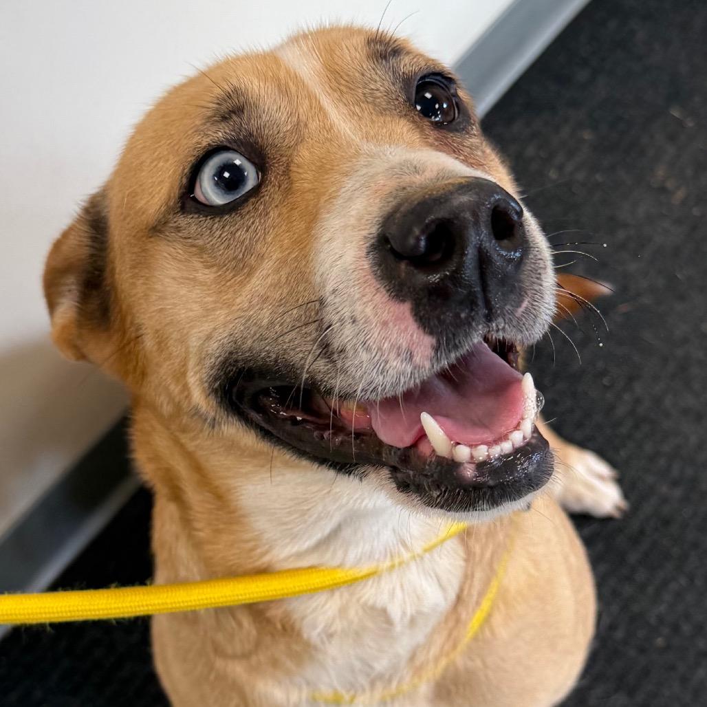 Enlarge Athena, a Adoptable mixed breed in Galax, VA image 2/2