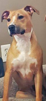 Tad, Adoptable, Adult Male Pit Bull Terrier.