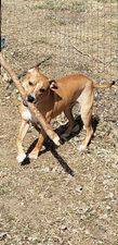 Tad, a Adoptable mixed breed in Sioux City, IA image 2/12