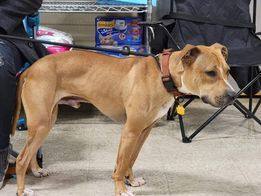 Tad, a Adoptable mixed breed in Sioux City, IA image 3/12