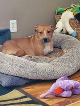 Tad, a Adoptable mixed breed in Sioux City, IA image 4/12