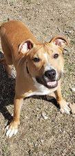 Tad, a Adoptable mixed breed in Sioux City, IA image 5/12
