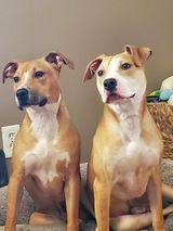 Tad, a Adoptable mixed breed in Sioux City, IA image 6/12